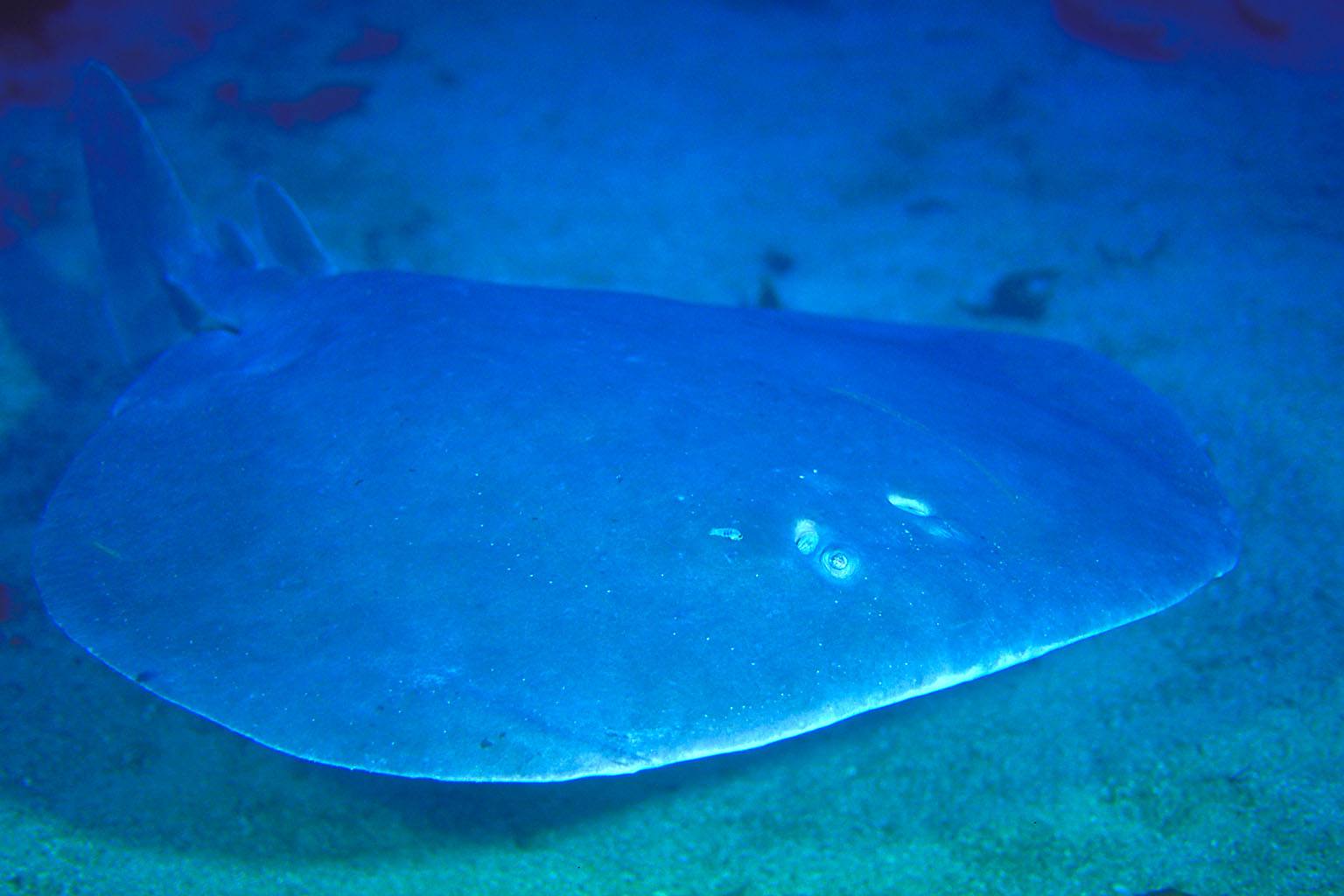  p>单鳍电鳐科, i>narkidae  /i>(fowler, 1934),软骨鱼纲 a target="