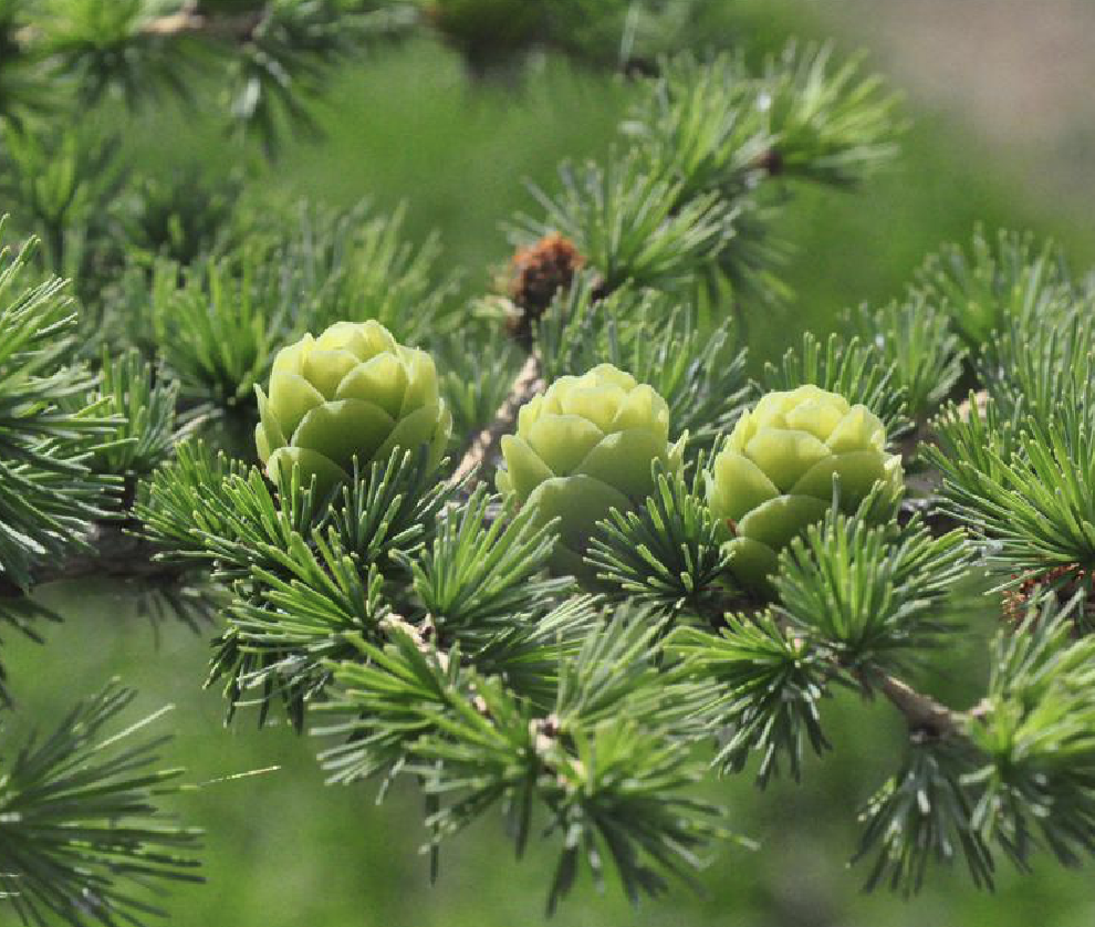 学名: i>larix principis-rupprechtii /i> mayr)是松科,落叶松属乔木
