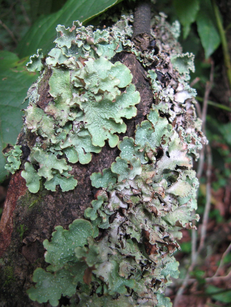  p>隐花植物,为与 a href="#">显花植物 /a> 相对应的分类群.