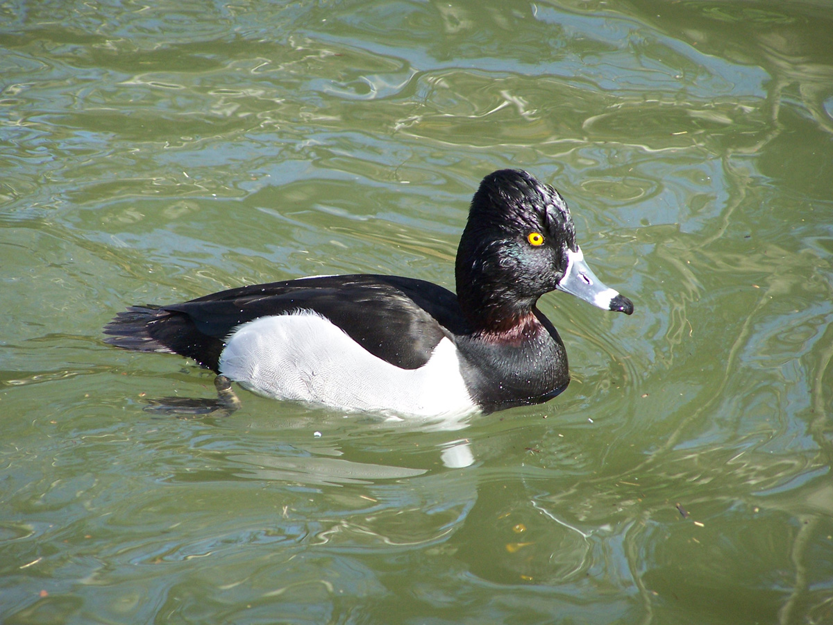  p>环颈潜鸭(学名: i>aythya collaris /i>):是雁形目鸭科潜鸭属的