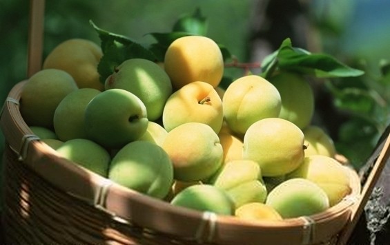  p>环江青梅,广西壮族自治区河池市 a target="_blank" href="/item