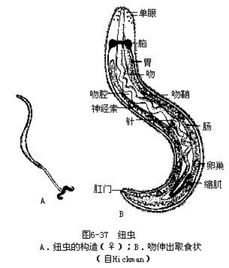 data-id="gnx6rzzskt">皮肤肌肉囊(dermo-muscular sac),是指扁形动物
