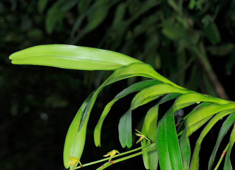  p>窄唇蜘蛛兰(学名: i>arachnis labrosa /i>  (lindl. et paxt.