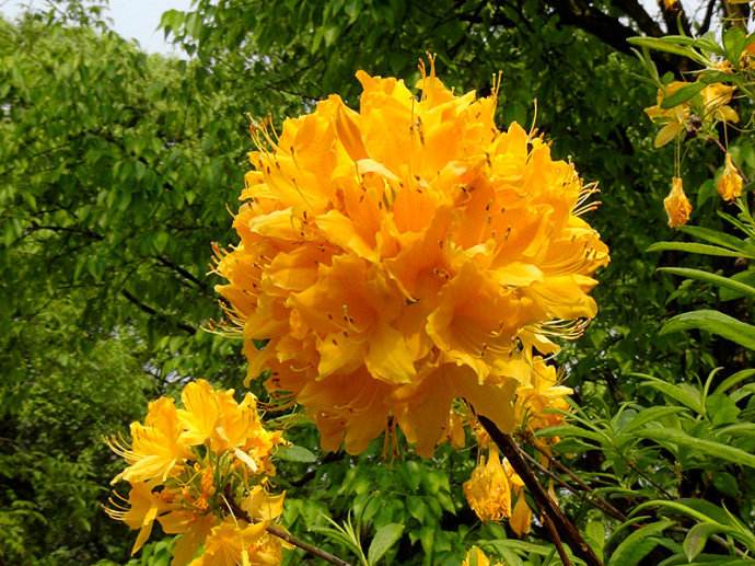 别名:秆黄杜鹃,为 a target="_blank" href="/item/杜鹃花科/1316665"