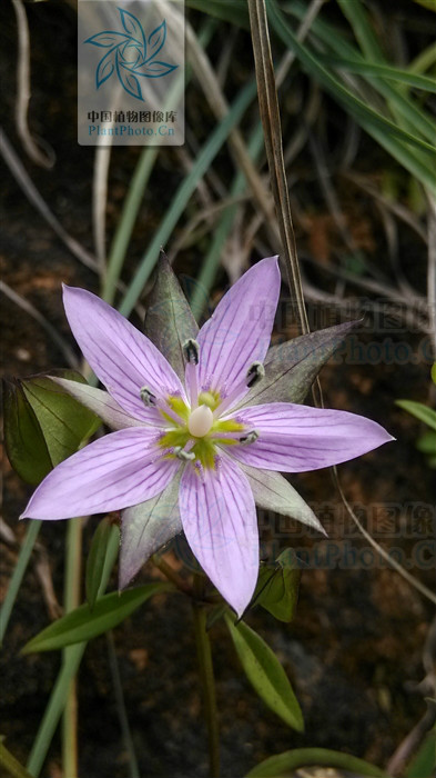 茎直立,叶对生.