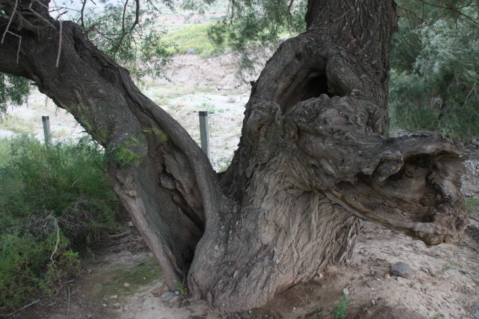  p>震柳是 a target="_blank" href="/item/海原地震/2445200" data