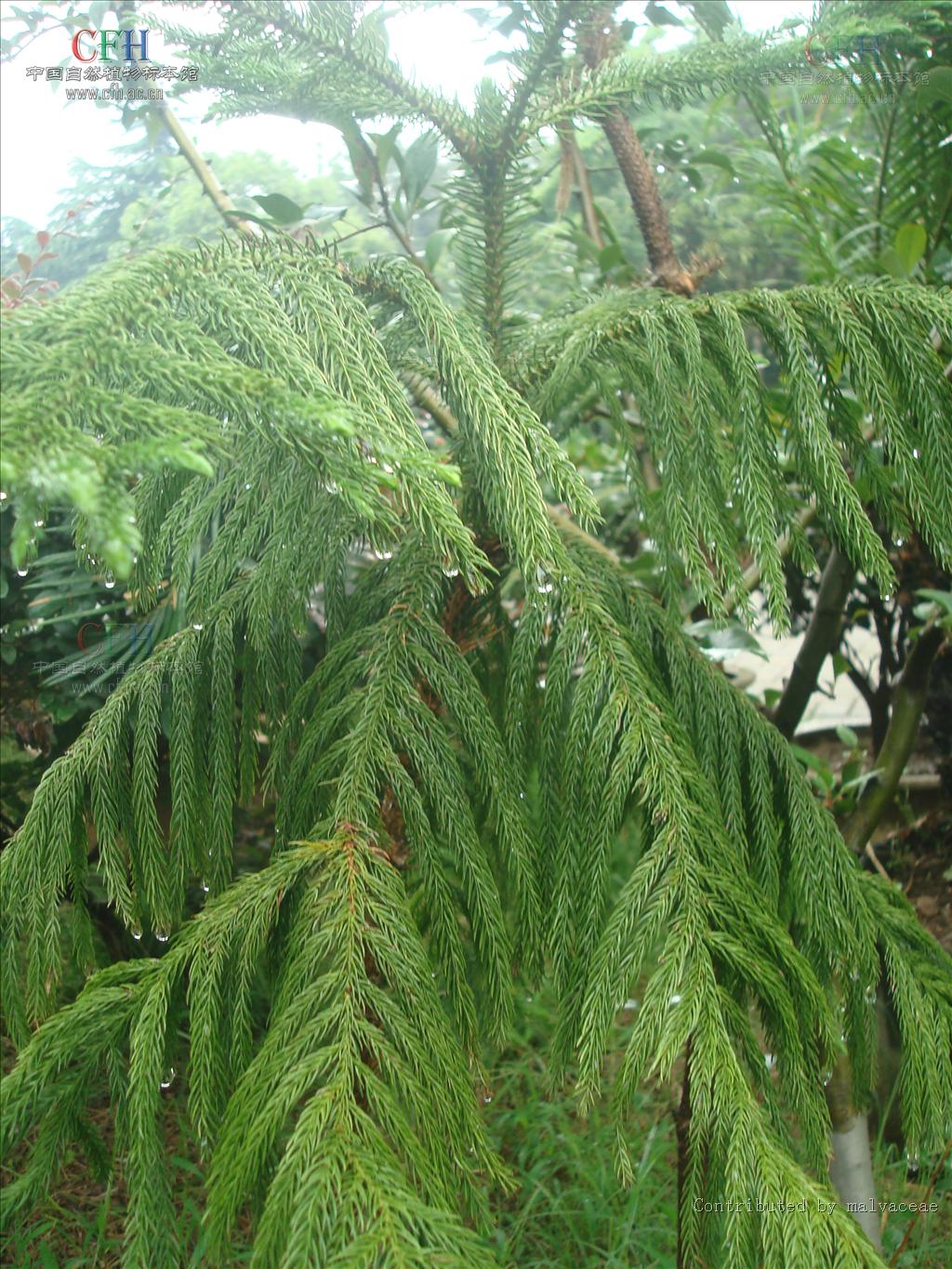  p>南洋杉(拉丁学名: i>araucaria cunninghamii /i> sweet),是 a