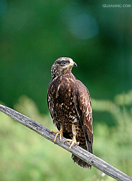 european honey-buzzard