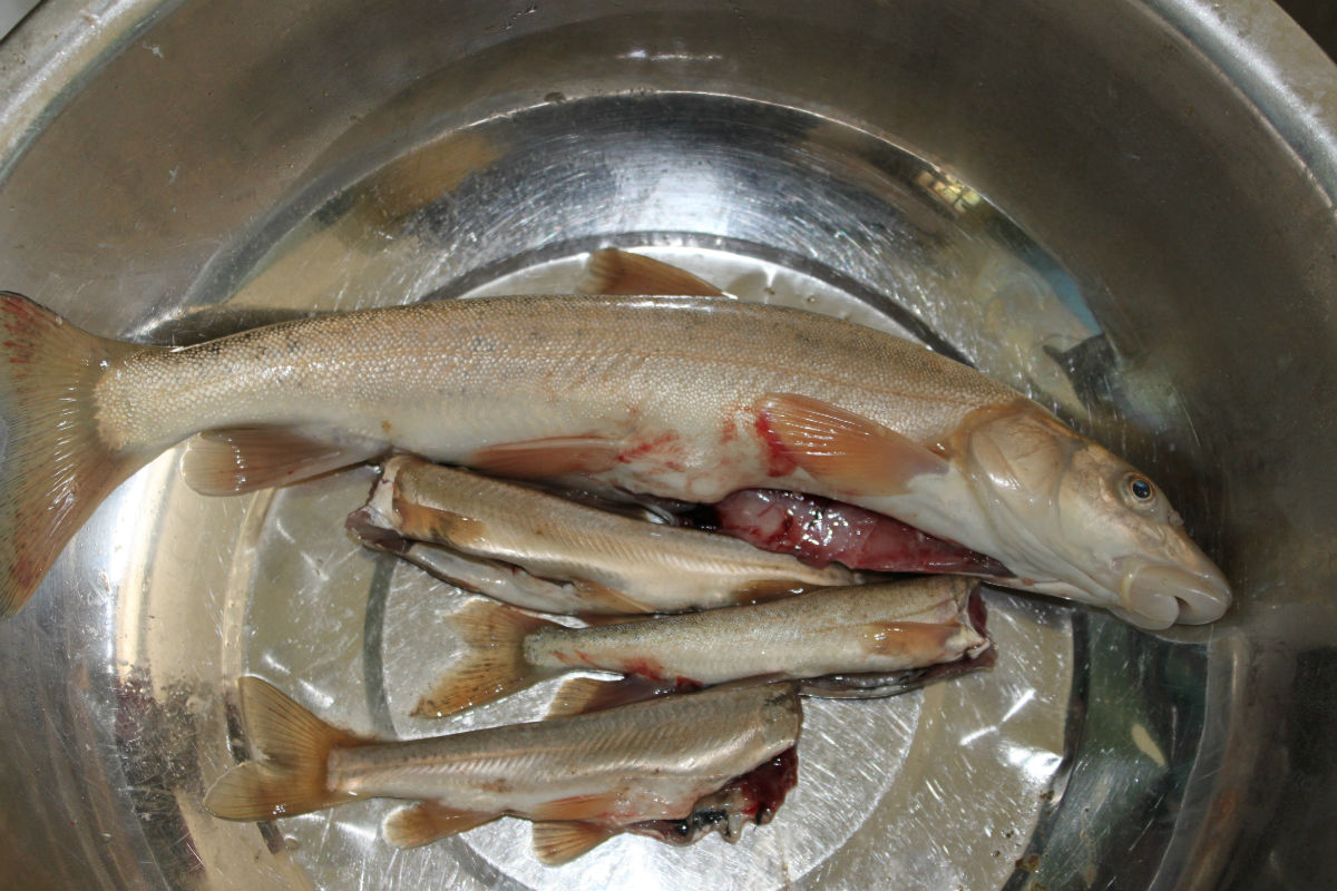  p>无鳞鱼是指天生无鳞或鱼鳞很小的鱼种,并不