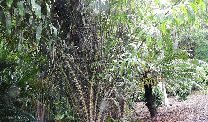  p>棕榈科,省藤属,簇生,有刺藤本;茎纤弱,常高攀;叶羽状全裂,中轴有时