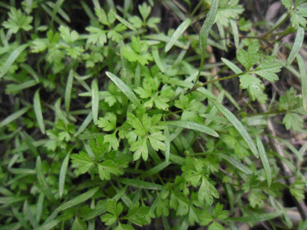 gymnostachyum sinense