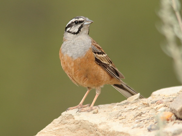 rock bunting