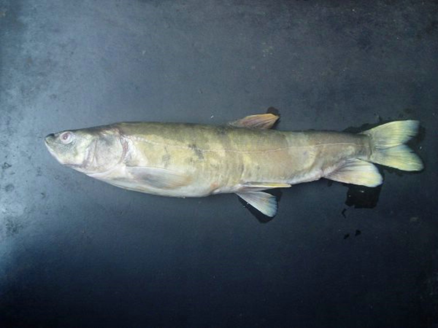  p>藏龙鱼即 a target="_blank" href="/item/花斑裸鲤/1917995" data