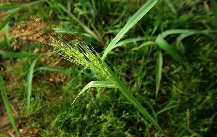 nevski)是禾本科鹅观草属植物,多年生草本.