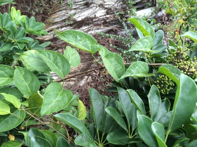 又名:汉桃叶, a target="_blank" href="/item/广西鹅掌柴/7309854"