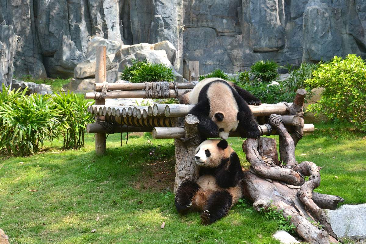  p>深圳野生动物园,位于 a target="_blank" href="/item/广东省