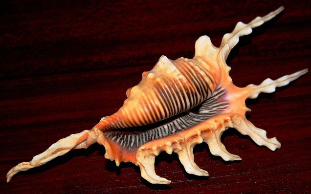 millepes scorpius scorpius