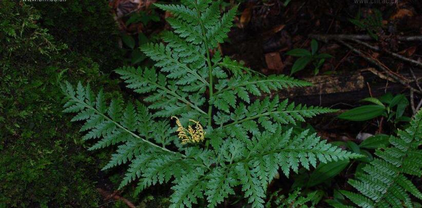 href="#" data-lemmaid="8230211">云南小阴地蕨 /a>,蕨叶一枝蒿