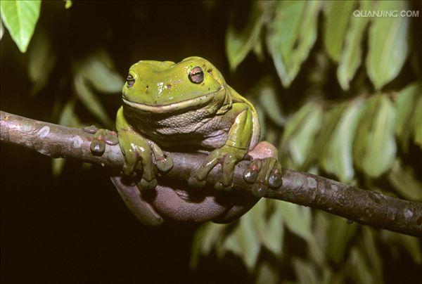  p>树蛙,无尾目树蛙科的1属,体多细长而扁,后肢长,吸盘大,指,趾间有