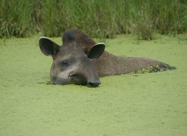 south american tapir