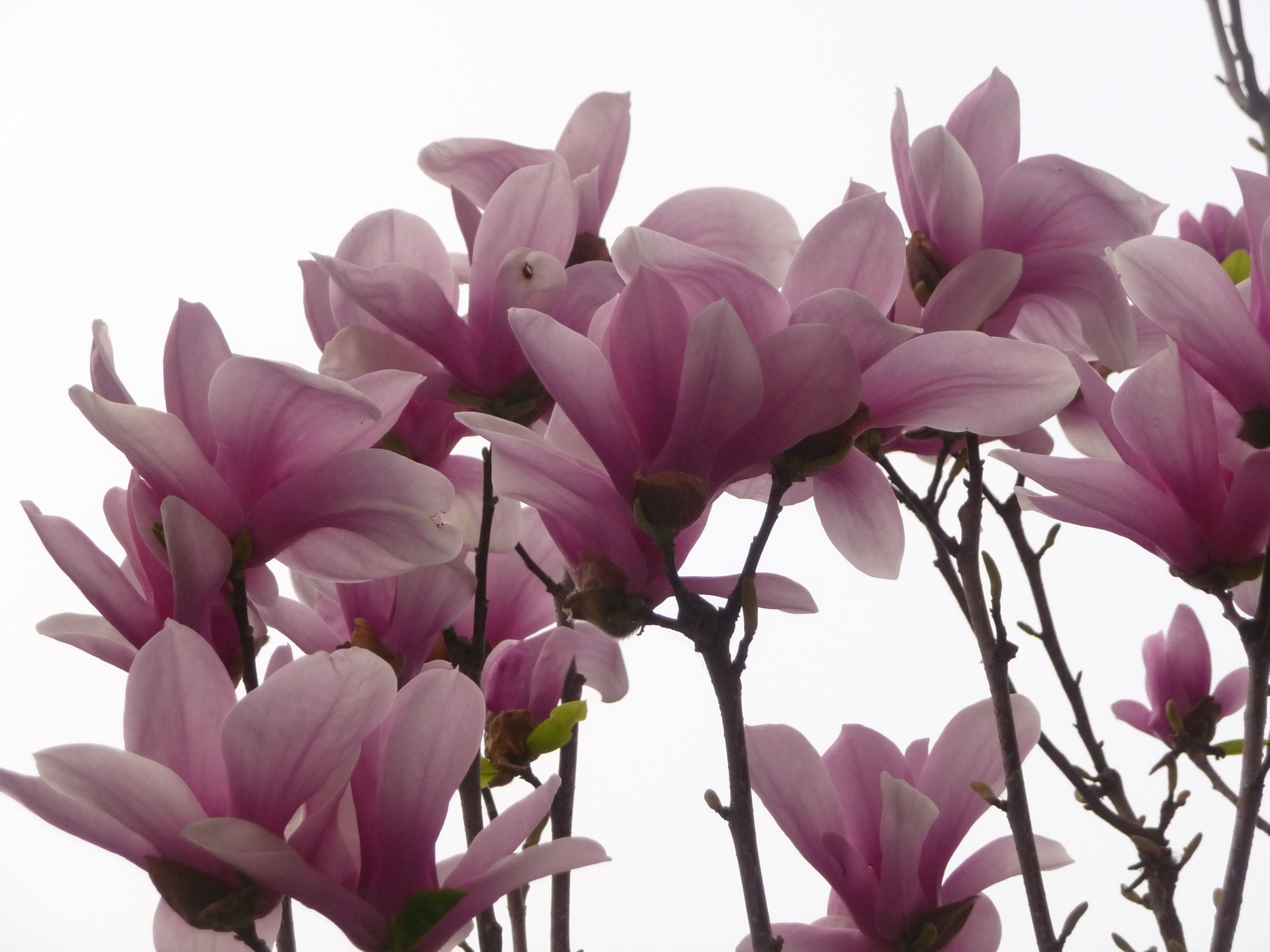 木兰科木兰属,又名木兰, a target="_blank" href="/item/辛夷