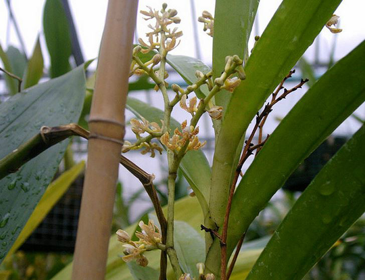  p>窄果脆兰(学名: i>acampe ochracea /i>  (lindl.)  hochr.