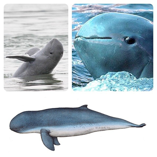  p>伊河海豚(学名: i>orcaella brevirostris /i>)体长2.1~2.5米.