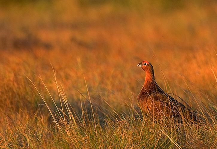  p>柳雷鸟(学名: i>lagopus lagopus /i>):有17个 a href="#" data