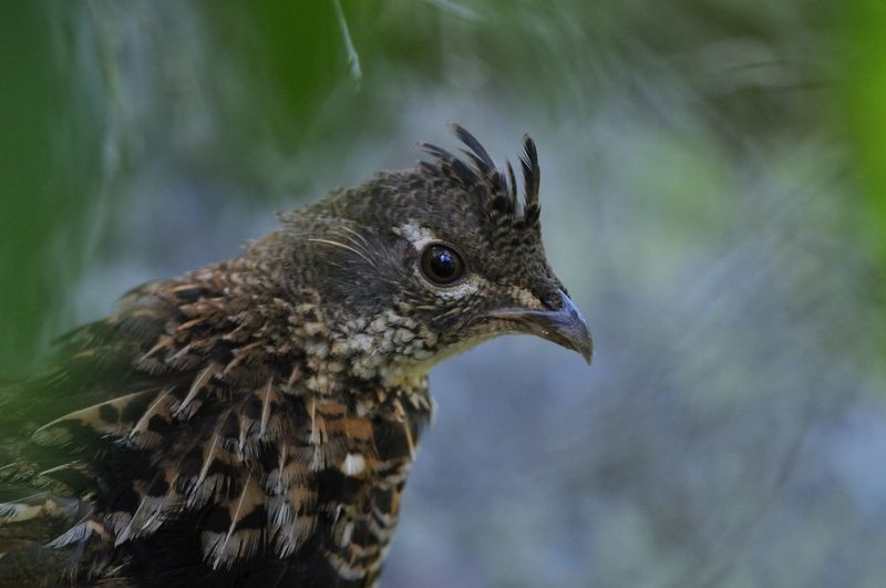  p>披肩榛鸡(学名: i>bonasa umbellus /i>):共有15个 a href="#"