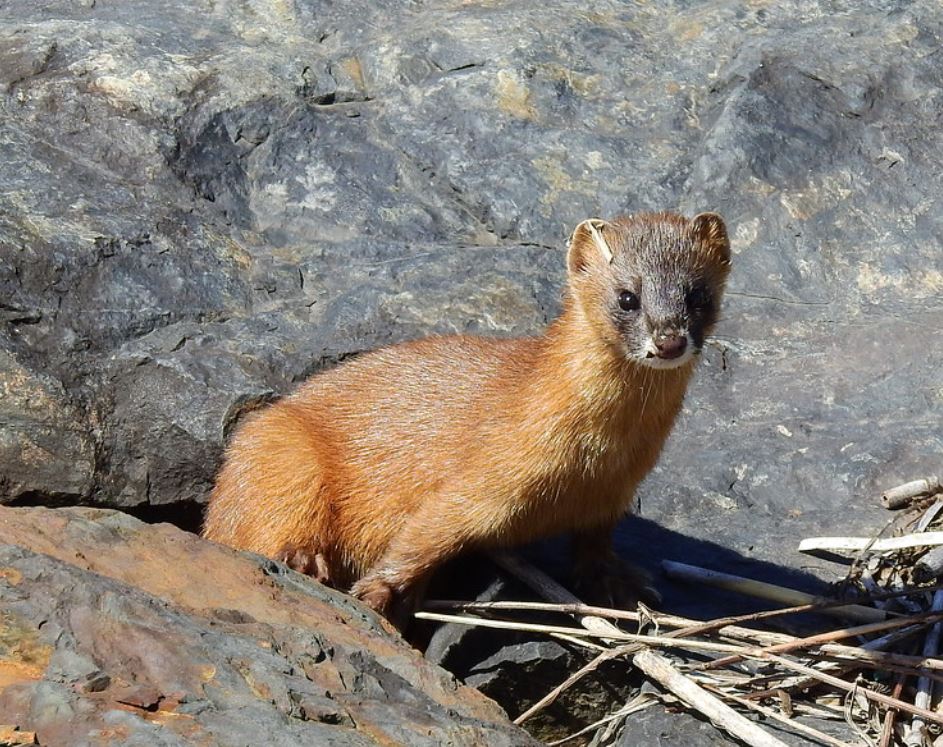  p>日本鼬(学名: i>mustela itatsi /i>):是哺乳纲,鼬科的一种 a href