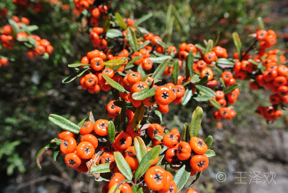 schneid.)常绿灌木,高达4米,小枝密被灰黄色绒毛,老枝紫褐色.