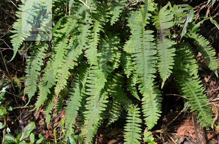  p> b>日本水龙骨 /b>(学名: b> i>polypodiodes niponica /i> /b>)