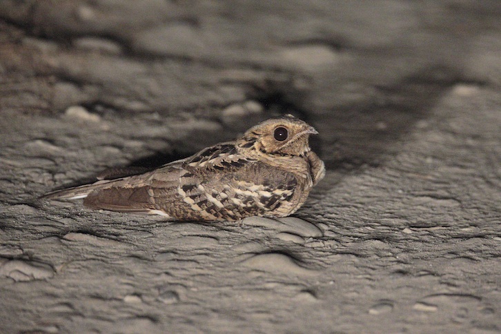  p>长尾夜鹰(学名: i>caprimulgus macrurus /i>),是夜鹰科,夜鹰属