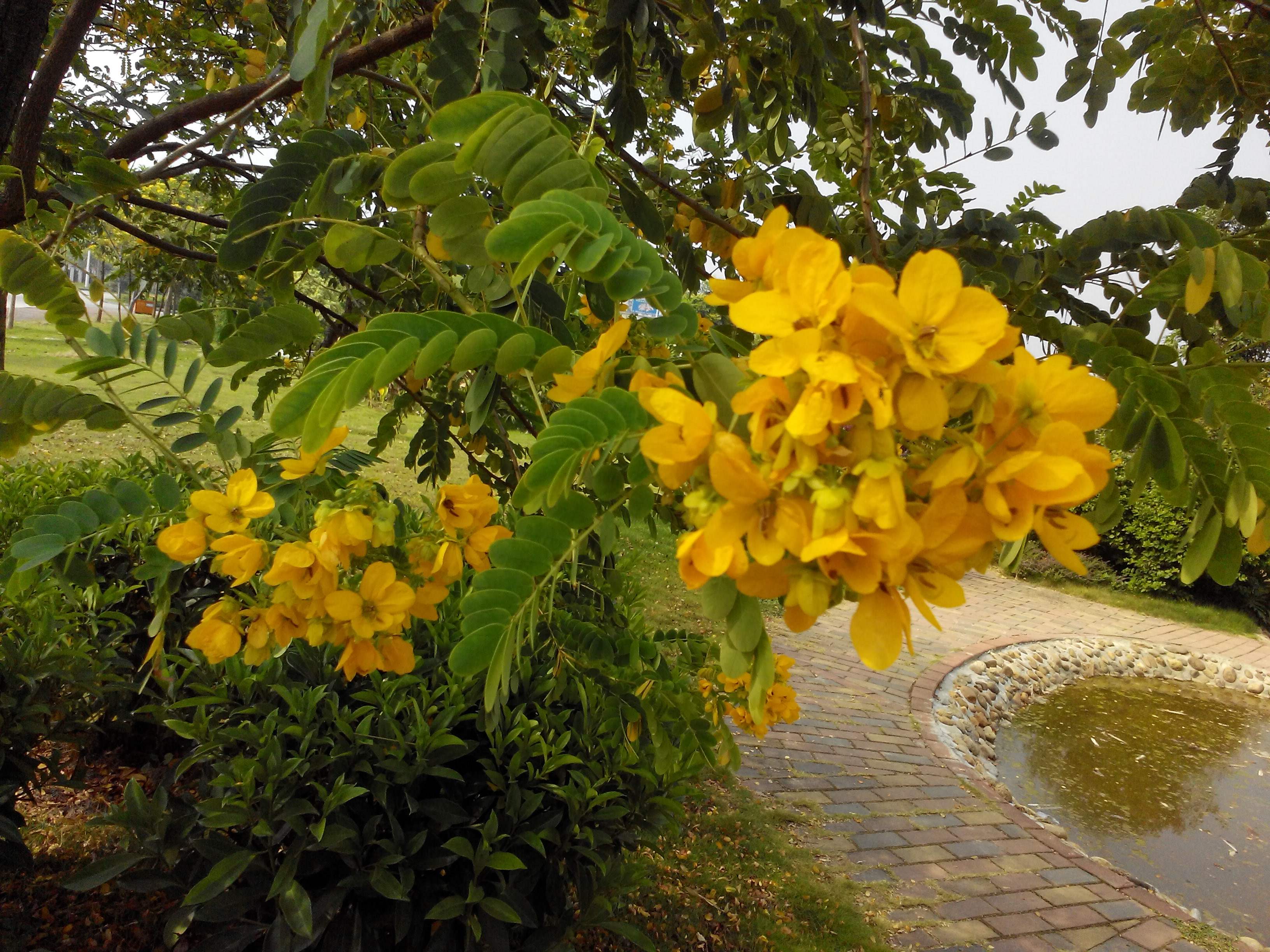  p>黄槐决明(学名: i>cassia surattensis /i>  burm.