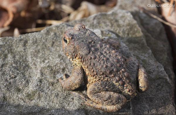  p>蟾蜍,也叫 a target="_blank" href="/item/蛤蟆">蛤蟆 /a>há ma