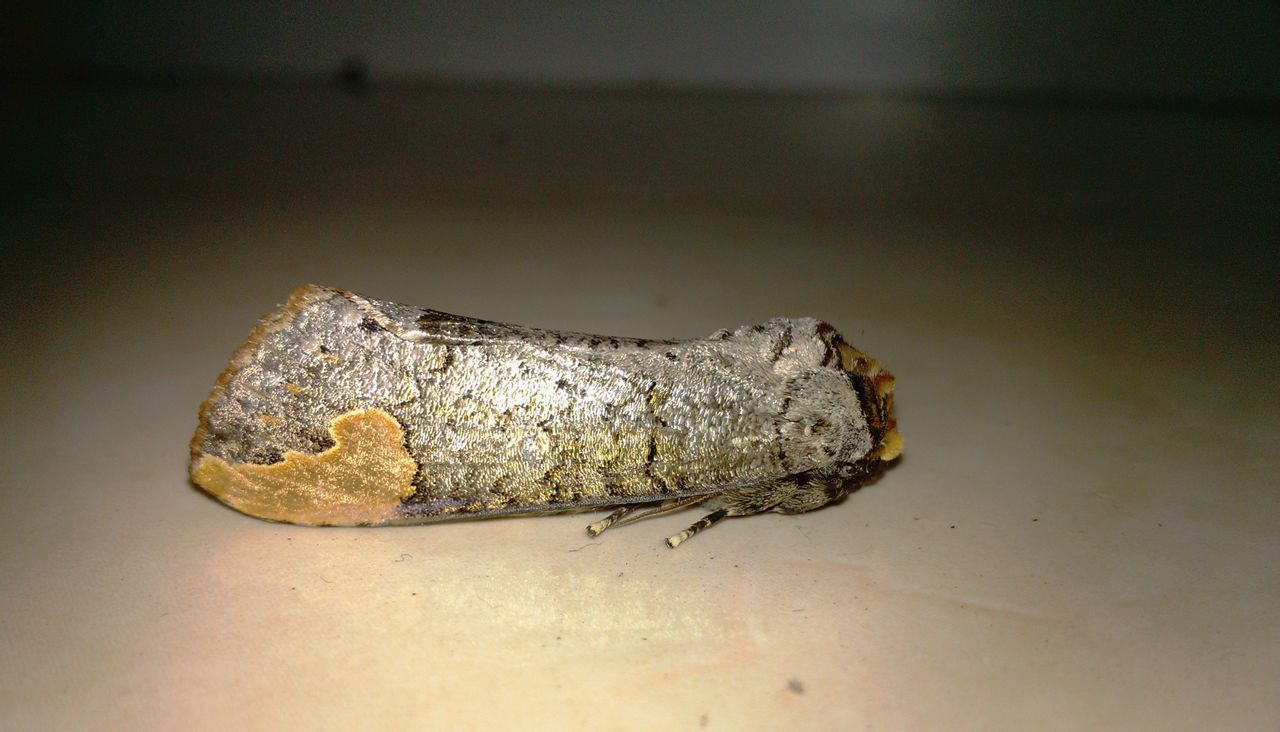  p>榆掌舟蛾( i>phalera takasagoensis /i>&nbsp;matsumura,1919