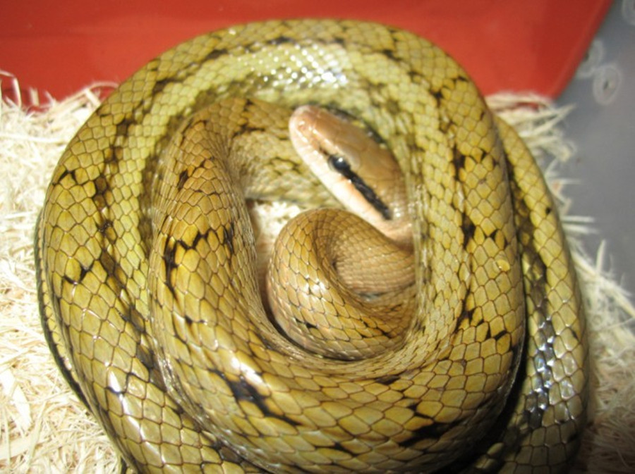 黑眉锦蛇别名家蛇﹑秤星蛇﹑菜花蛇(虽王锦蛇也称菜花蛇,但四川,贵州