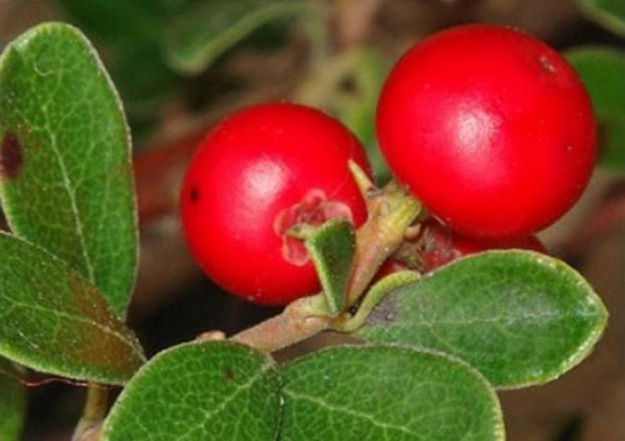  p>熊果又名熊葡萄,熊莓,紫林,是杜鹃花科熊果属的一种植物.