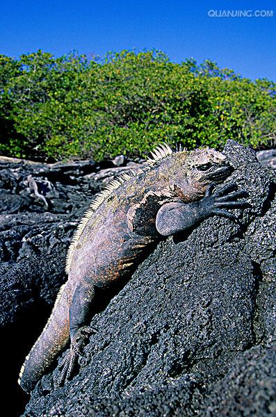 加拉巴戈海鬣蜥