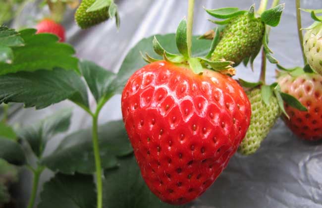黄川草莓