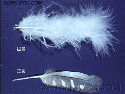 绒羽_百度百科