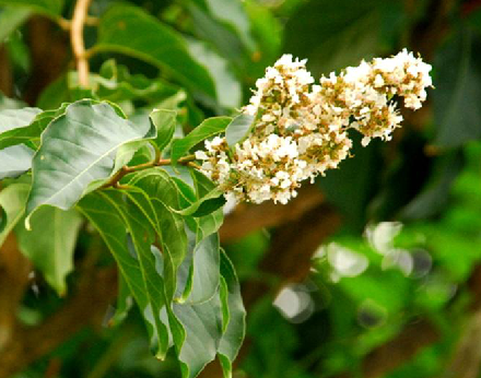  p>尾叶紫薇(  i>lagerstroemia caudata /i> chun et how ex s.