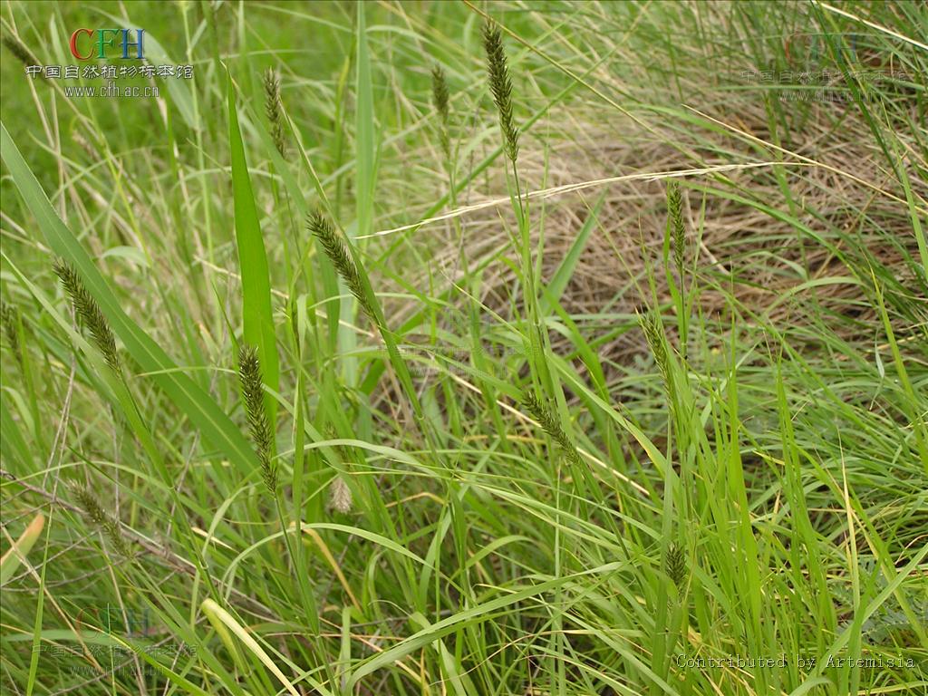 该属物种为多年生直立草本植物. /p>