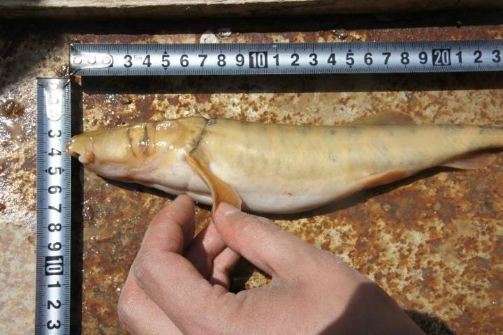  p>俗名:  狗鱼,土鲶鱼产地: 分布于黄河上游及其附属水体.