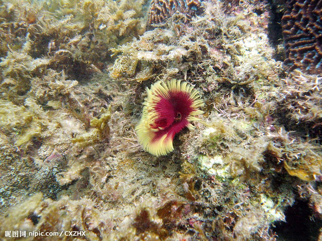 洞穴花群海葵