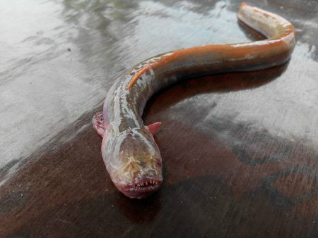  p>红狼牙鰕虎鱼(学名:odontamblyopus rubicundus),为鳗鰕虎鱼科