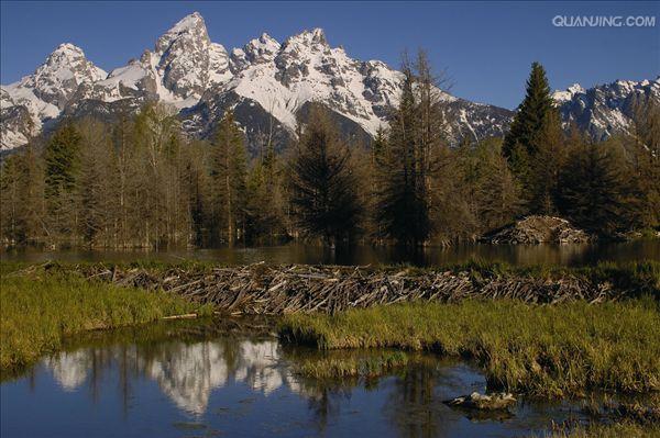  a target="_blank" href="/item/学名:">学名: /a>ricinus communis