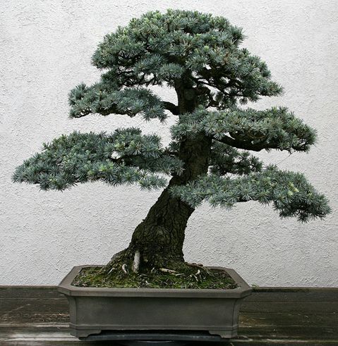 雪松