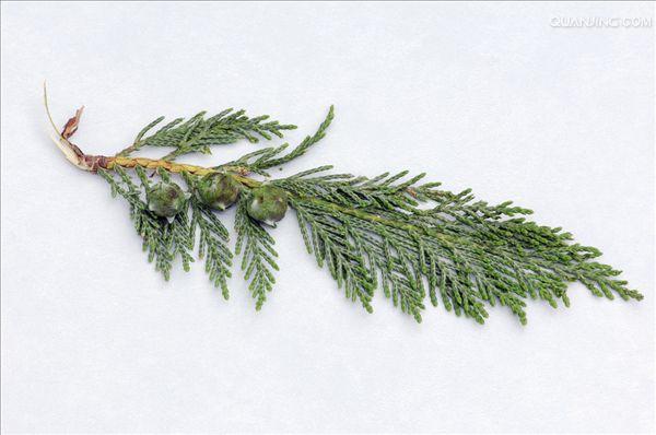  p>美国扁柏(学名: i>chamaecyparis lawsoniana /i> (a. murr.