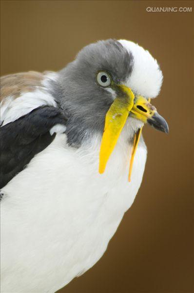  p>白头麦鸡(学名:vanellus albiceps)属于中型 a target="_blank"